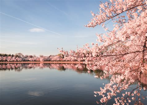 Dc Cherry Blossom Pictures Wallpaper