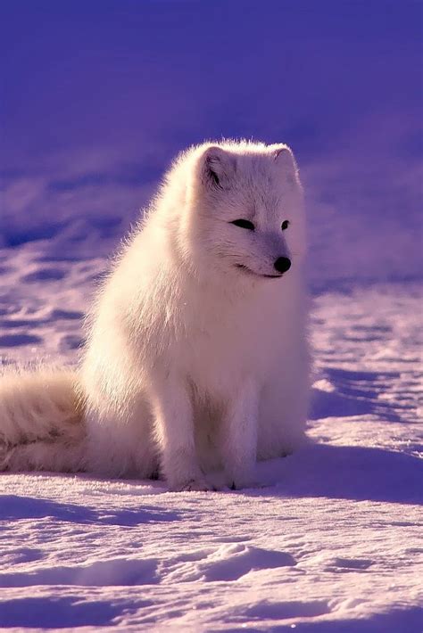 cute arctic animals animals world