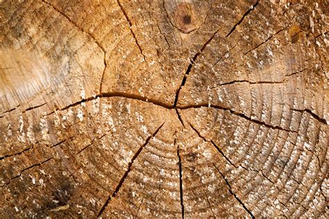 production  certified wood  export sdg investor platform