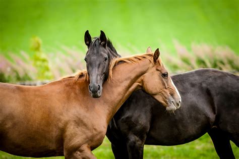 Understand Horses and Enhance Your Facilitation Through Their Teachings