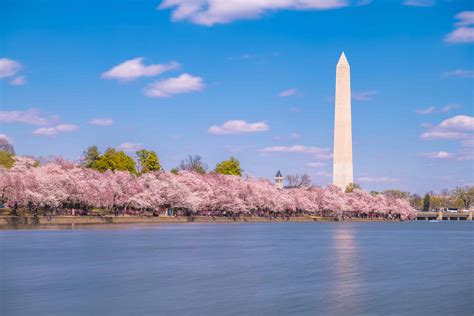 Perform at the Tidal Basin - National Cherry Blossom Festival