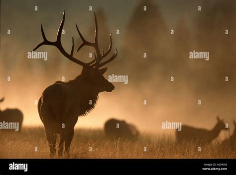 Elk wapiti hi-res stock photography and images - Alamy