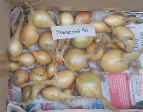 Уральский 40 - Луки - tomat-pomidor.com