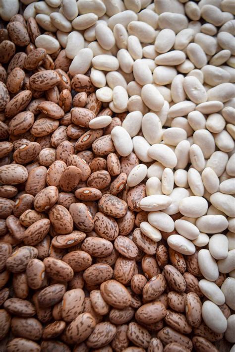 Pinto Beans vs Navy Beans • The Incredible Bulks