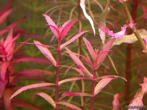 Limnophila aromatica - Flowgrow Aquatic Plant Database