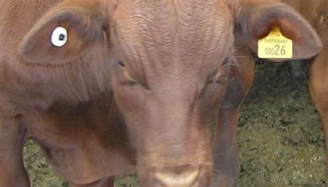 rfid system  cattle identification rfid card