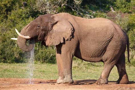 Elephant Spraying Water — Stock Photo © fouroaks #2414947