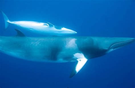 Minke Whale - Facts, Habitat, Diet, Life Cycle, Baby, Pictures