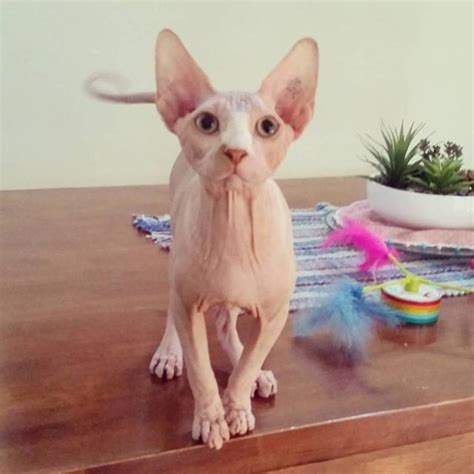 cockroaches  cute  tumblr