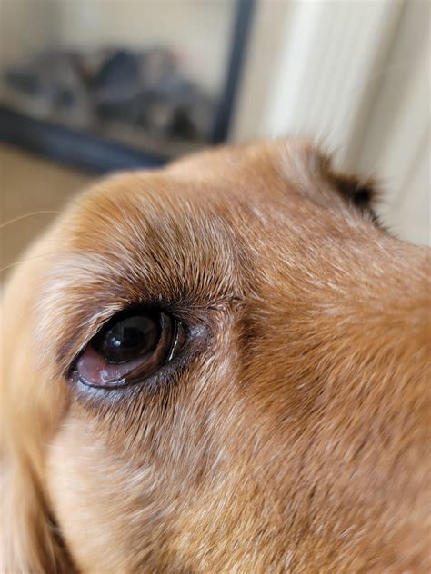 Worried about my golden retriever eye. | Golden Retriever Dog Forums