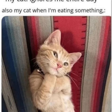 funny cat memes cute  silly kitty pictures youll love silly
