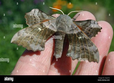 poplar hawk moth laothoe populi   hand  show  size