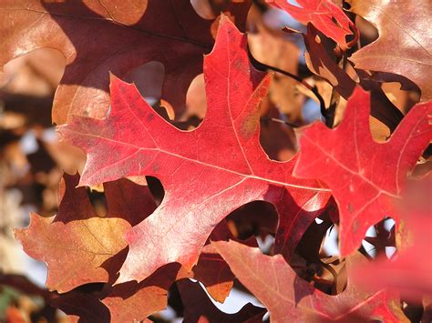 Oak Trees Growing Together at Darlene Daniels blog
