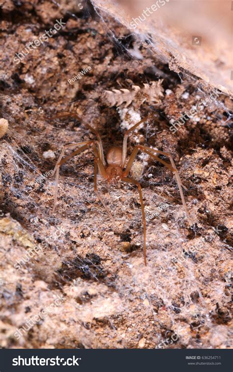 Brown Recluse Spider Habitat Stock Photo 636254711 | Shutterstock