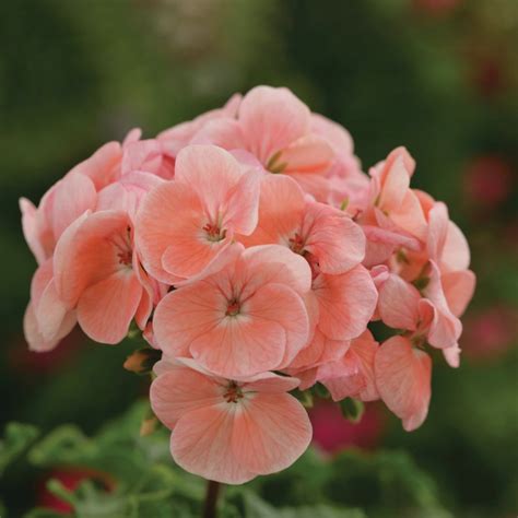 Pelargonium Maverick – HortiGardens