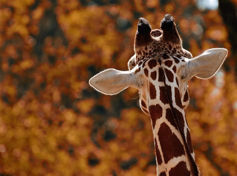 3,000+ Giraffe Pictures & Images [HD] - Pixabay
