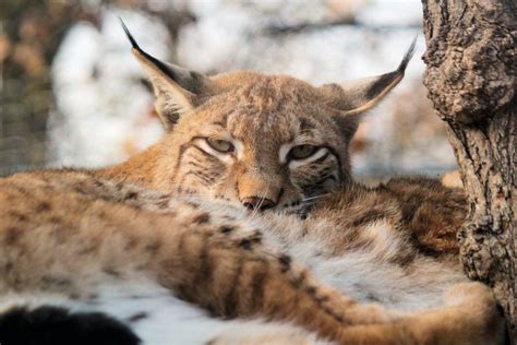 21 Wild Animals in Croatia [Wildlife in Croatia] - Kevmrc