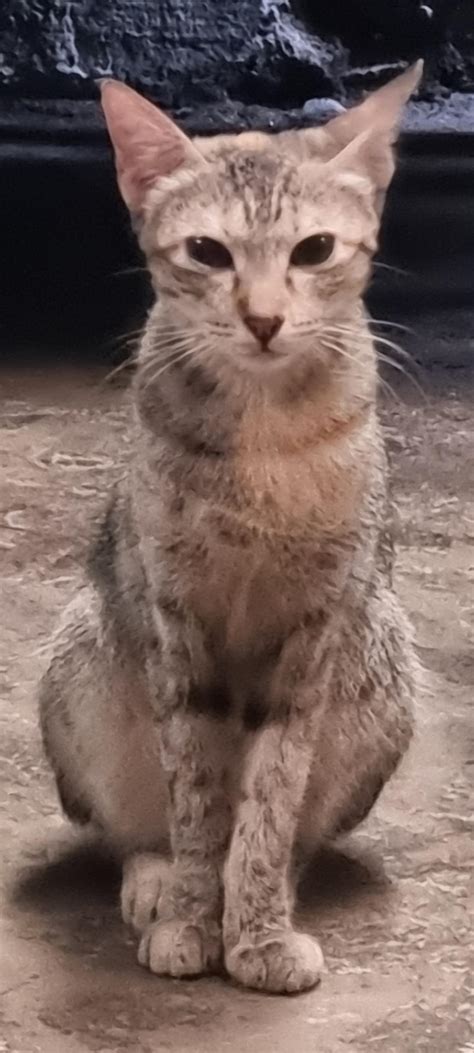 Fallon fierce : r/SSBBWAdmirers