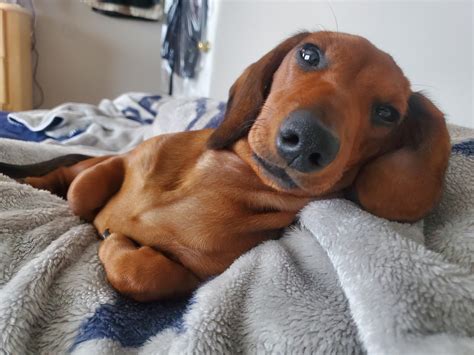 I'm going to miss this little 'Spud' when he goes to his forever home