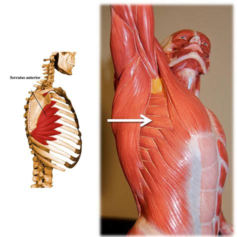 The pronator muscle - what it means