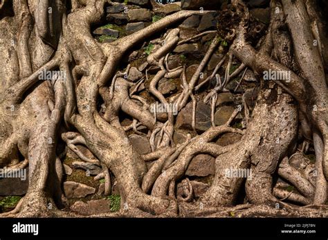 tree roots  grow vertically  aiden darcy blog