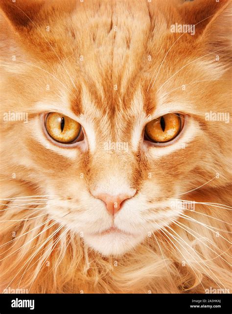 Red fluffy maine coon cat muzzle close-up Stock Photo - Alamy