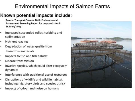 PPT - Environmental Impacts of Salmon Farms: Lessons from New Brunswick ...