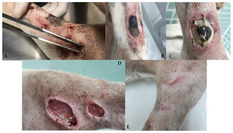 diagnosis prognosis  treatment  canine hemangiosarcoma  review