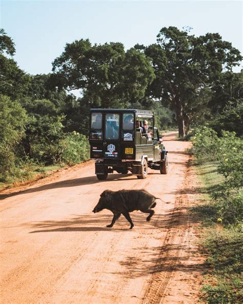 The Ultimate Guide to Visiting Yala National Park, Sri Lanka ...