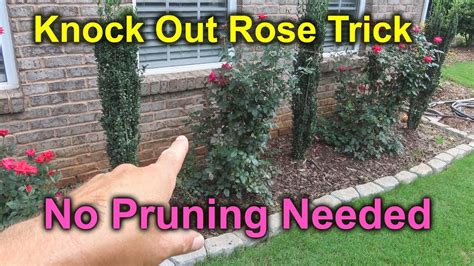 Trimming Roses In The Fall : How To Prune Knock Out Rose Roses Falling Over Youtube / Clear ...