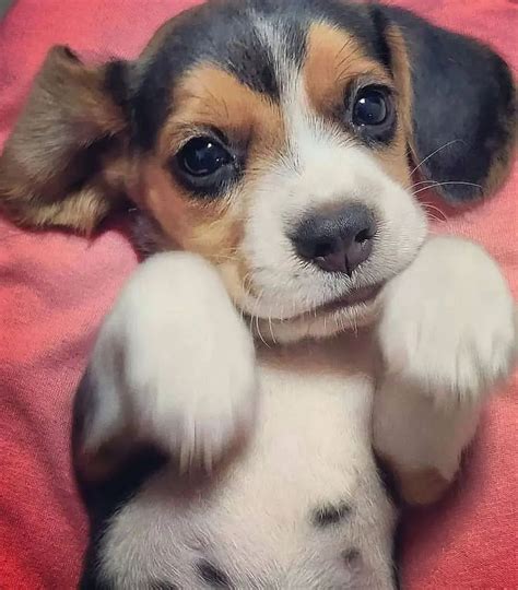 Dogs That Will Make Your Heart Skip a Beat