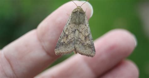 stop birding scarce bordered straw    vic