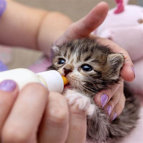 Gift Catalog: Full Kitten Bellies – Best Friends Animal Society's