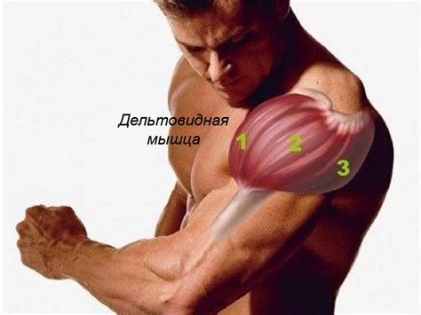 Функции и особенности дельтовидной мышцы