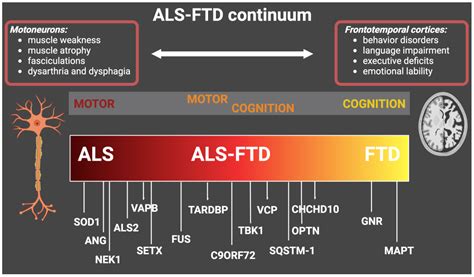 Neuroinflammatory Pathways in the ALS-FTD Continuum: A Focus on Genetic
