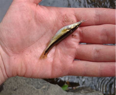 Little white sucker, I think? : MicroFishing