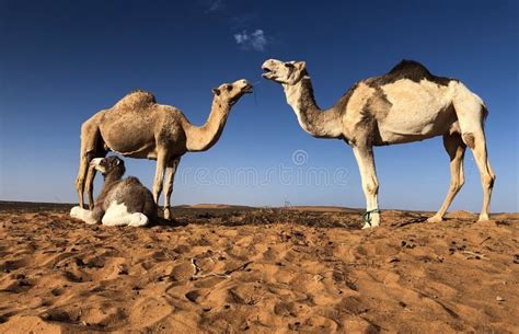 Camel in sahara stock image. Image of cattle, mammal - 250221805