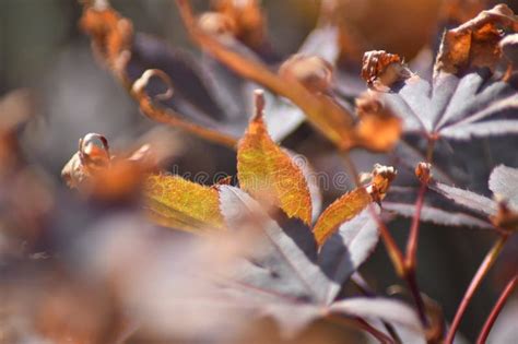 Leaves burned by the sun stock image. Image of strong - 271303763