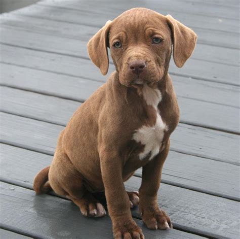 Brown Pitbull Lab Puppies