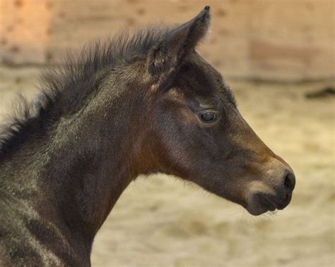 6 best quarter horse bloodlines – Artofit