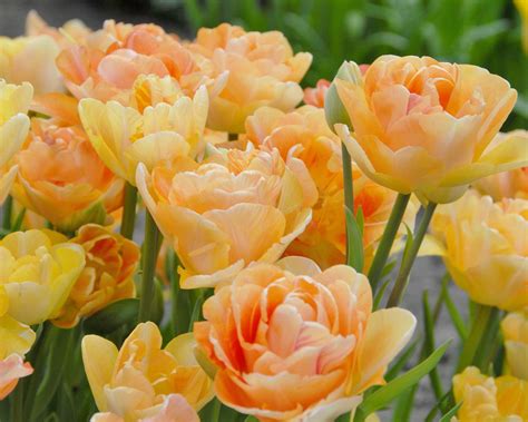 Tulip 'Charming Lady' bulbs — Buy online at Farmer Gracy UK