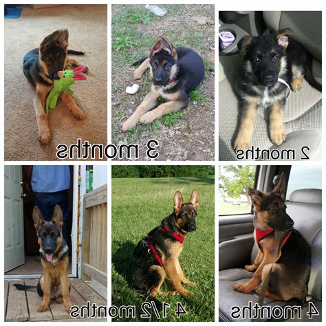 German Shepherd Growth | PETSIDI