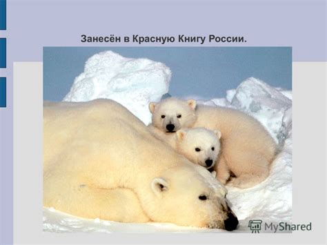 Презентация на тему: "БЕЛЫЕ МЕДВЕДИ. Как ещё можно назвать белого ...