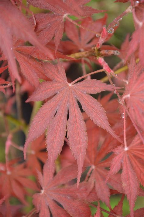 Buy Acer palmatum 'Will's Devine' Japanese Maple — Mr Maple │ Buy