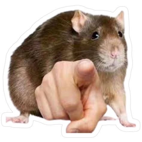 "Rat Pointing Meme" Sticker for Sale by NessOkey in 2025 | Animal memes ...