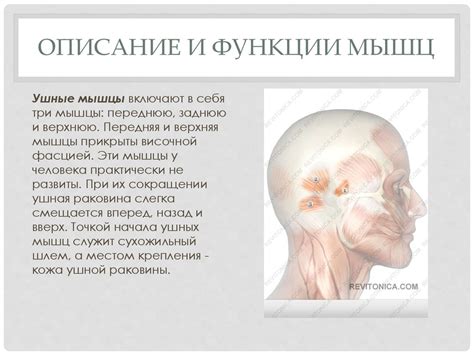 Мимические мышцы лица - презентация онлайн