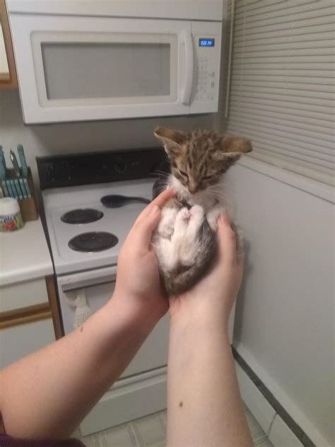 Six week old kitty : r/Eyebleach