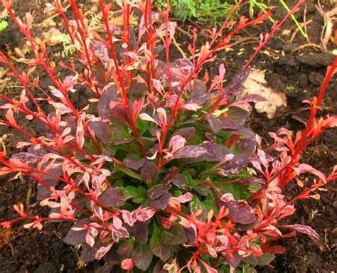Барбарис тунберга Пинк Этрекш Berberis thunbergii Pink Attraction ...