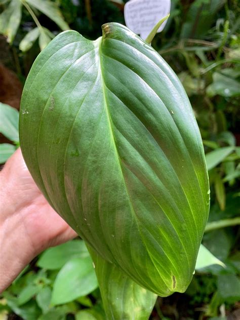 Scindapsus perakensis - Garden.org