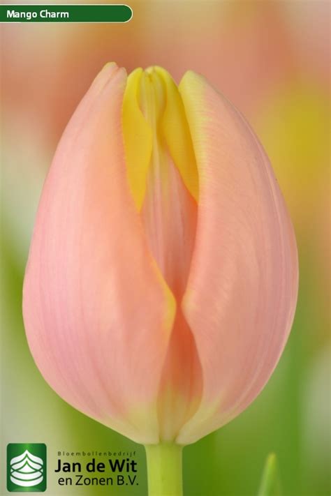 Mango Charm ® | Tulip | Jan de Wit en Zonen B.V.